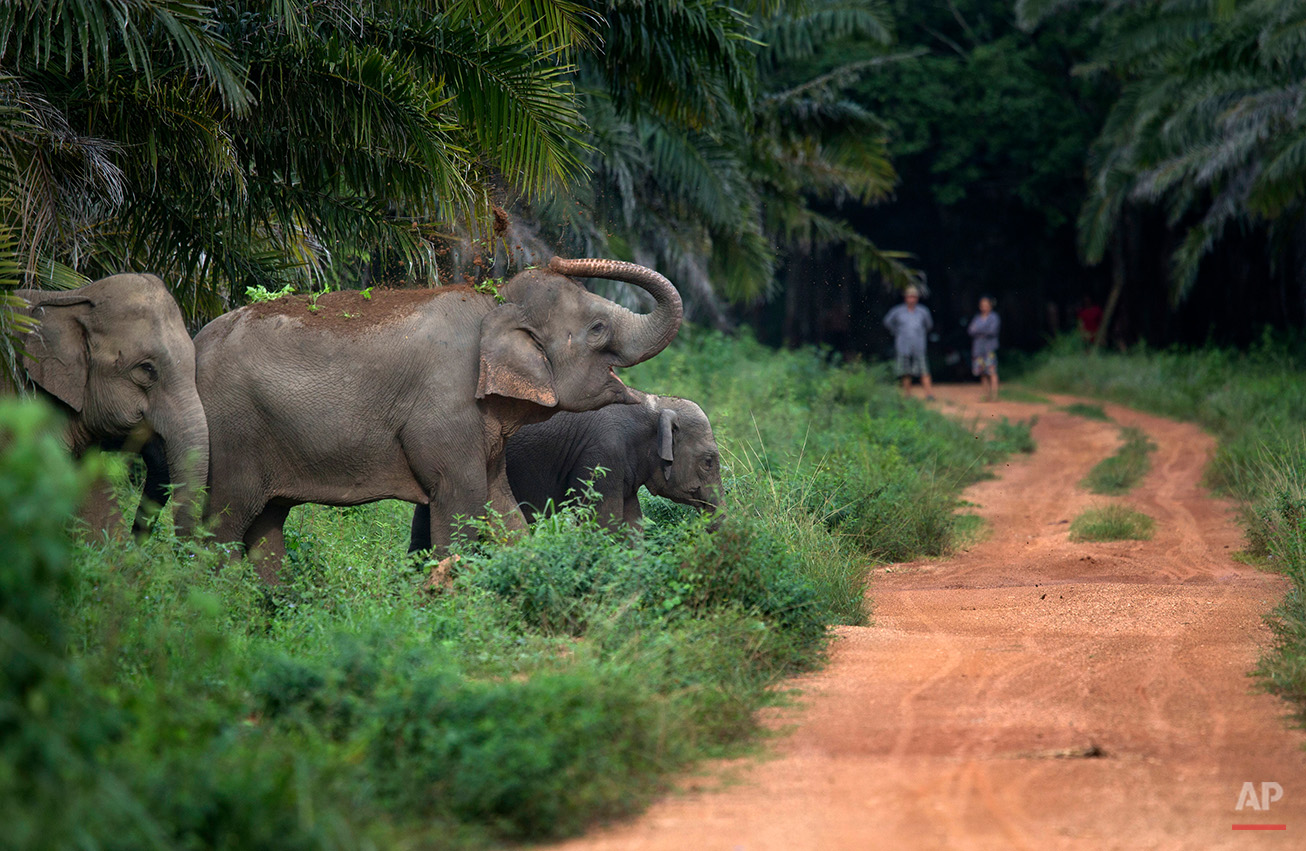  In this Thursday, Aug. 18, 2016 photo, villagers watch from afar as wild elephants crossing a rural road in Pana, southeastern province of Chanthaburi, Thailand. To stop wild elephants rampaging through their crops, farmers are trying a pilot scheme