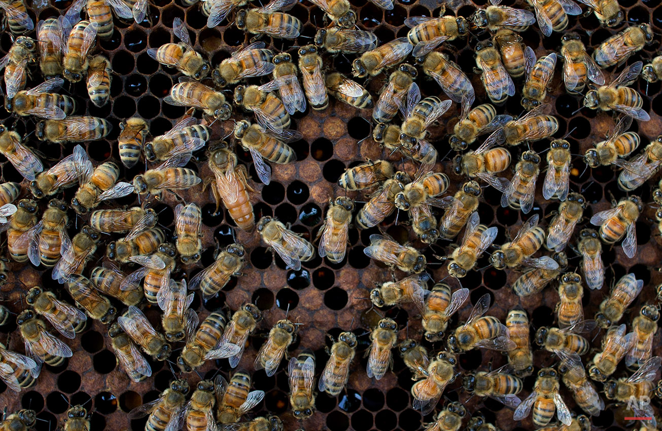  In this Thursday, Aug. 18, 2016 photo, a queen bee is visible, center left, of a beehive in Pana, southeastern province of Chanthaburi, Thailand. To stop wild elephants rampaging through their crops, farmers are trying a pilot scheme run by the Thai