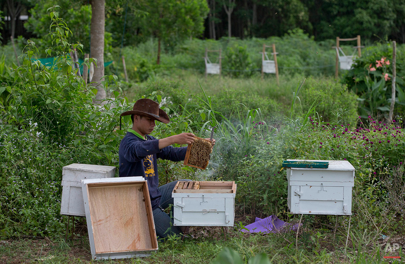  In this Friday, Aug. 19, 2016 photo, a researcher from the Thai Department of National Parks checks the quality of beehives before installing them around the perimeter of a small farm in hopes of preventing wild elephants from intruding on the prope