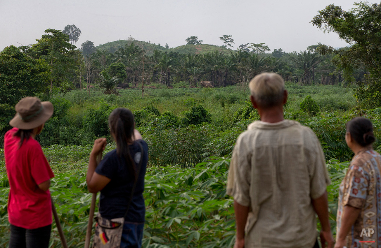  In this Thursday, Aug. 18, 2016 photo, Boonchu Sirimaha, and his family, whom became the first in the village to participate in a beehive fencing research project, watch wild elephants from their farmland in Pana, southeastern province of Chanthabur