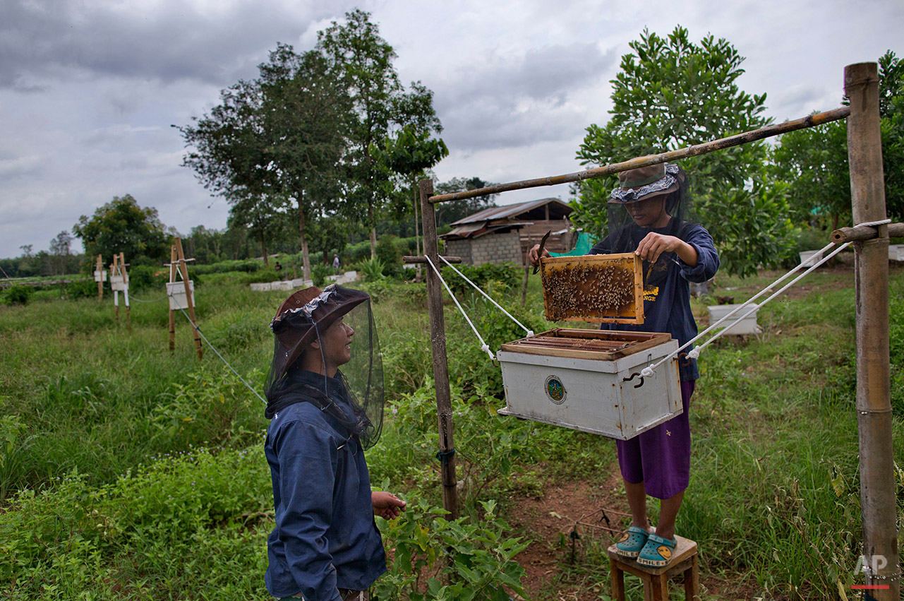  In this Friday, Aug. 19, 2016 photo, Dararath Sirimaha, right, a farmer and newly trained beekeeper, checks a beehive on the perimeter of her family's property in Pana, southeastern province of Chanthaburi, Thailand. To stop wild elephants rampaging