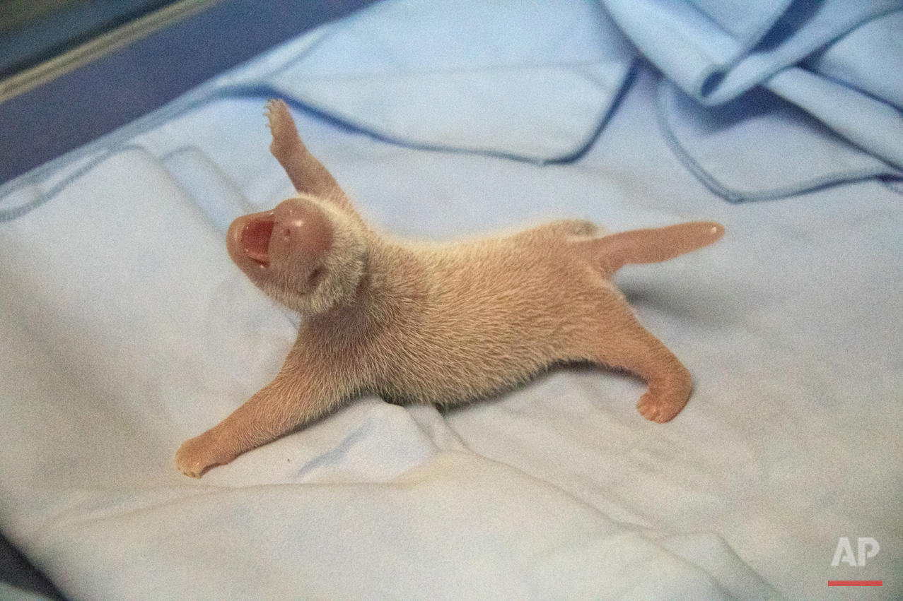 Spain's Giant Panda