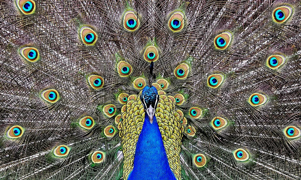 Pictures of the week