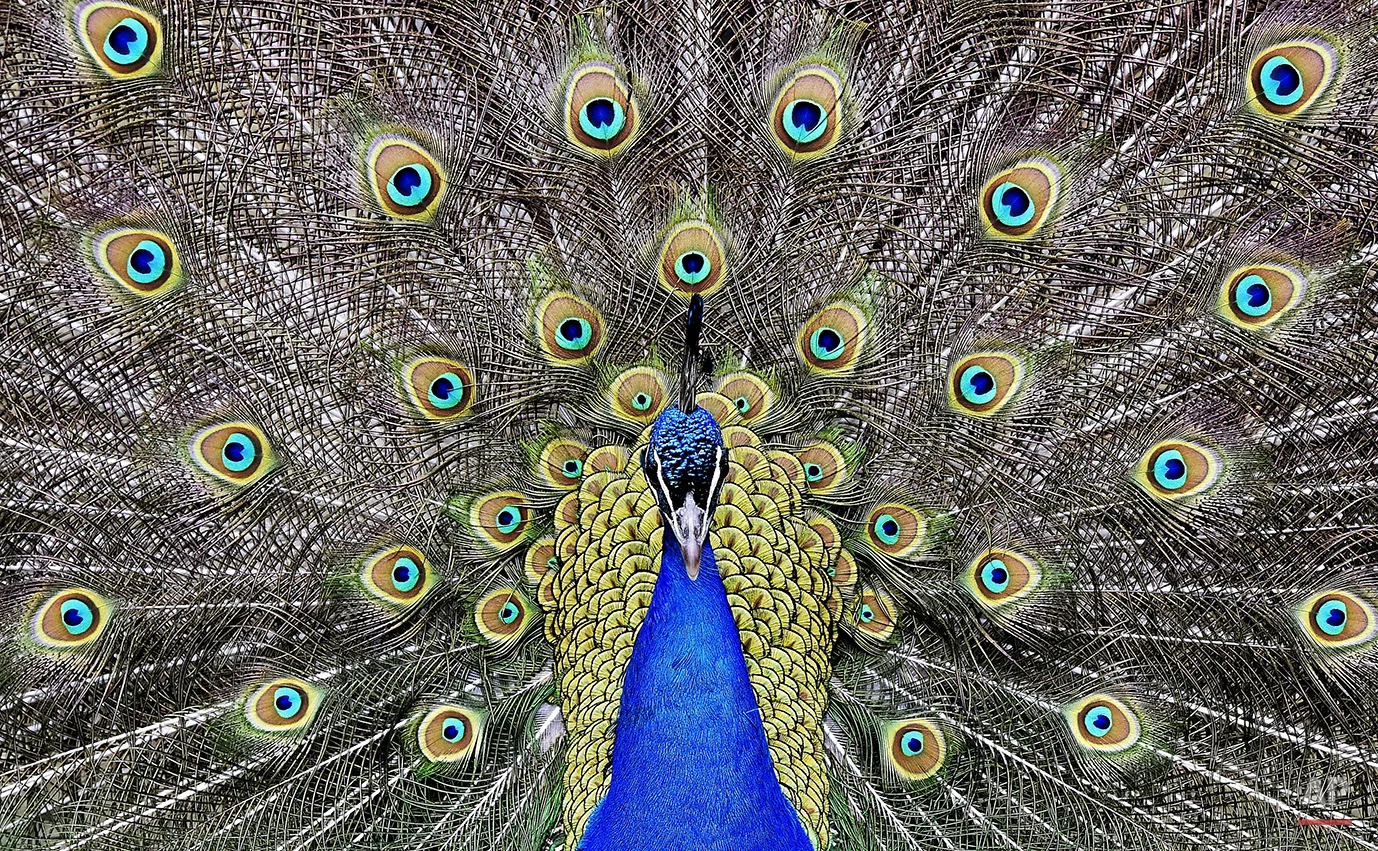  A peacock displays its colorful feathers at the zoo in Duisburg, Germany, Thursday, March 31, 2016. (AP Photo/Martin Meissner) 