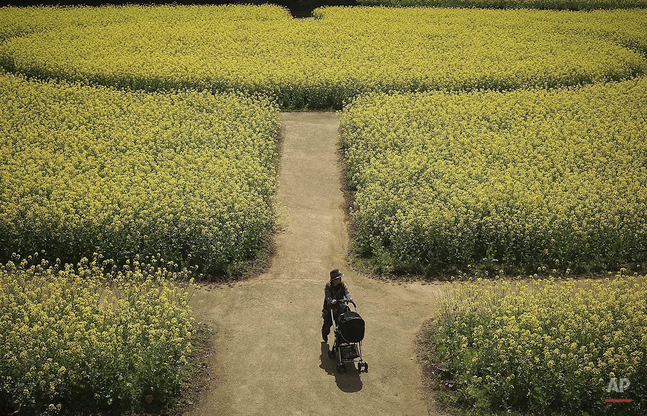 Japan Daily Life