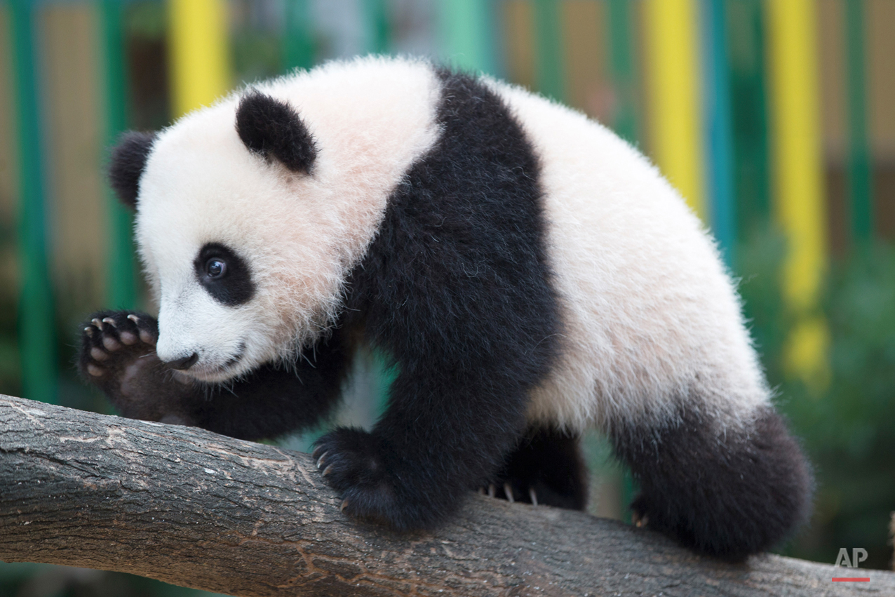 Malaysia Panda