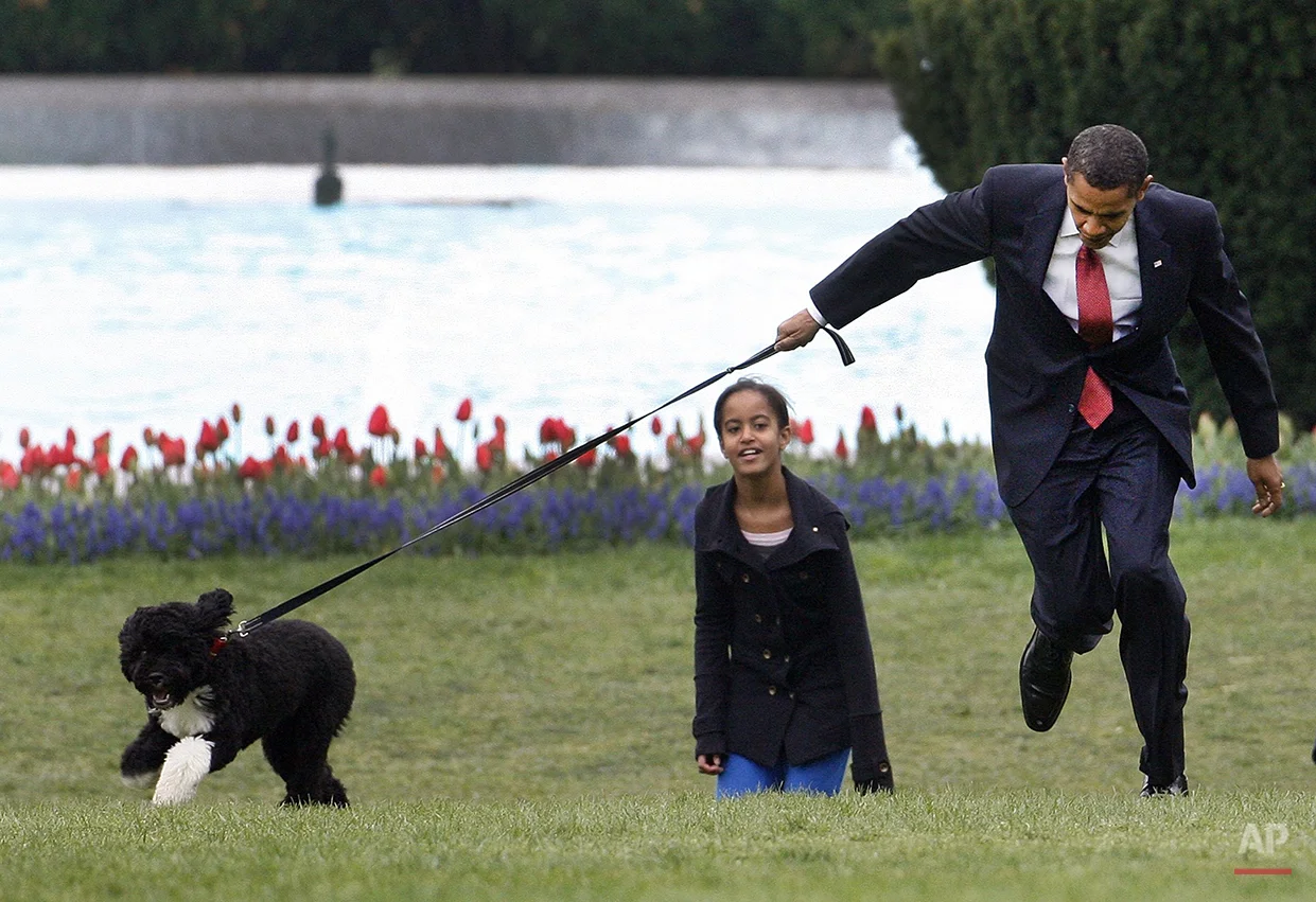 President Barack Obama is pulled as he shows off their new dog Bo, in this April 14, 2009 photo, on the South Lawn of the White House in Washington, as daughter Malia follows. (AP Photo/Ron Edmonds)