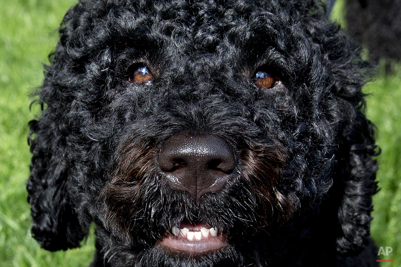 Sunny, one of the two Presidential dogs, looks up while being walked on the South Lawn of the White House on Saturday, May 17, 2014. The Portuguese water dogs, Sunny and Bo, are the Obama family pets. (AP Photo/Jacquelyn Martin)