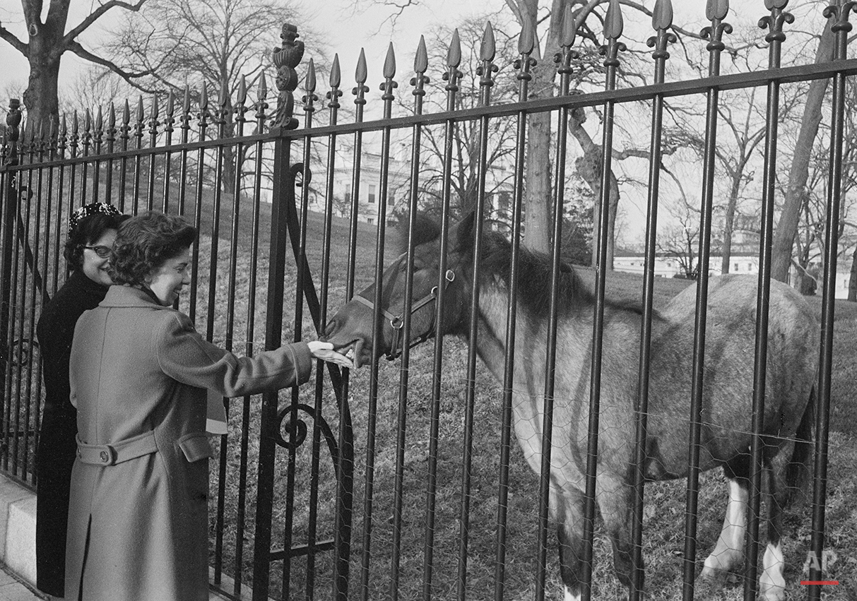 Caroline Kennedy's pet horse Macaroni pauses from grazing on the White House lawn to take some sugar from Helen Milson, a government employee, March 15, 1962. (AP Photo/Bob Schutz)