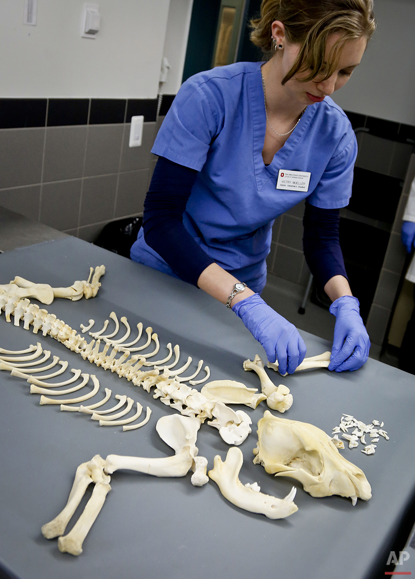 Forensic Veterinarians