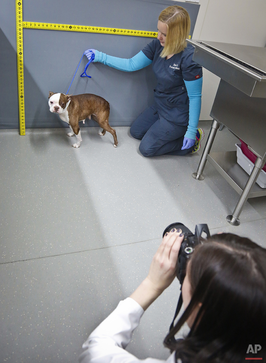 Forensic Veterinarians