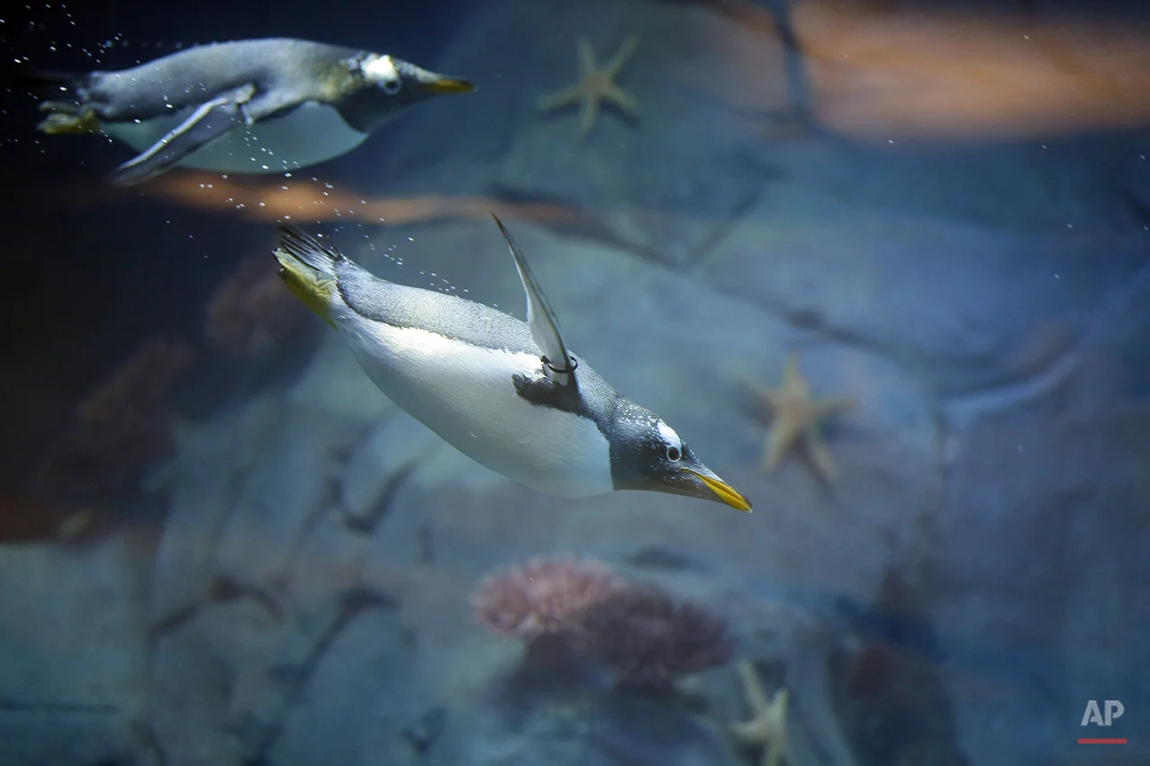 Detroit Zoo Penguins