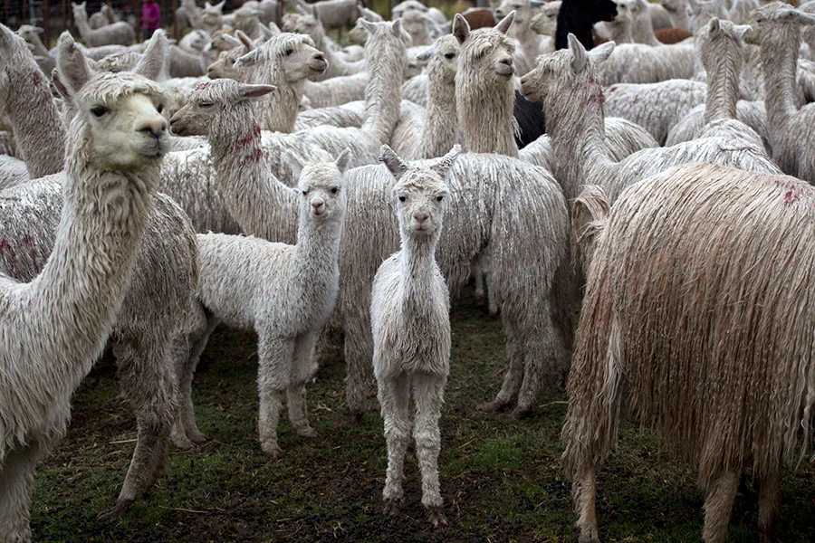 Alpaca fiber from Peru destined for luxury stores