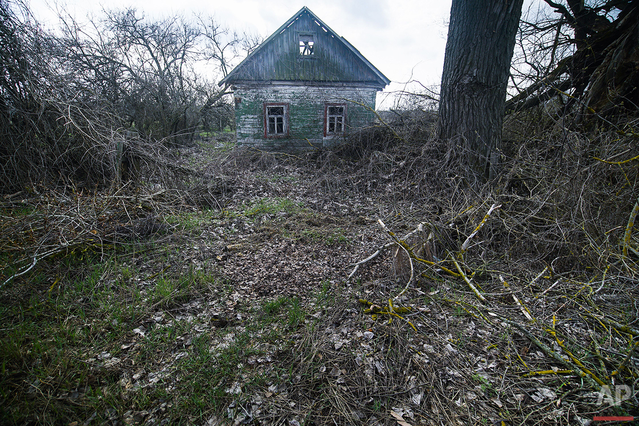  In this photo taken on Thursday, April  7, 2016,  an abandoned house is seen in Karpylivka, Ukraine. Karpylivka is one of the nearest villages to the destroyed reactor of the Chernobyl plant and has very few inhabitants. (AP Photo/Mstyslav Chernov) 