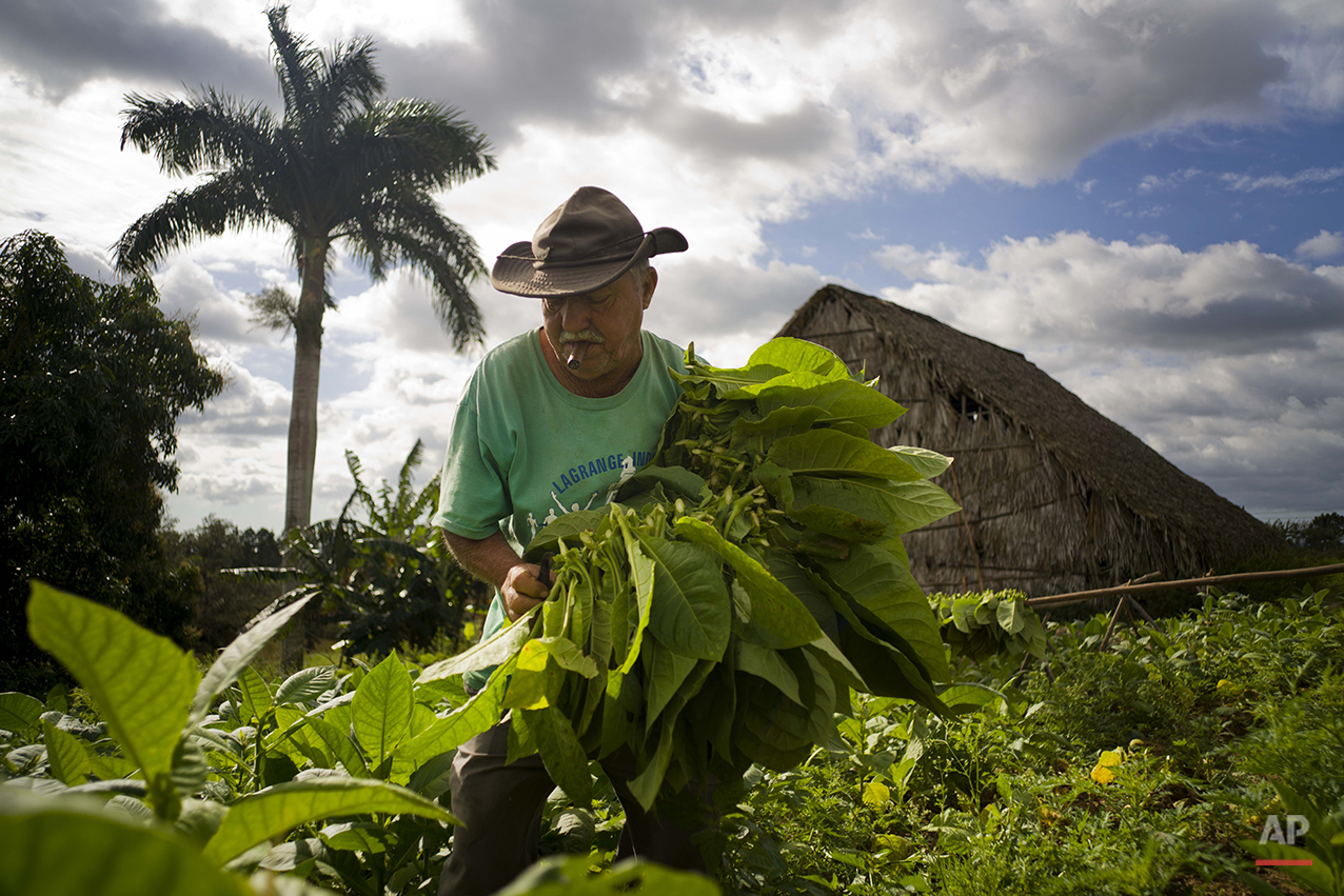 Cuba Tobacco Farming Photo Gallery