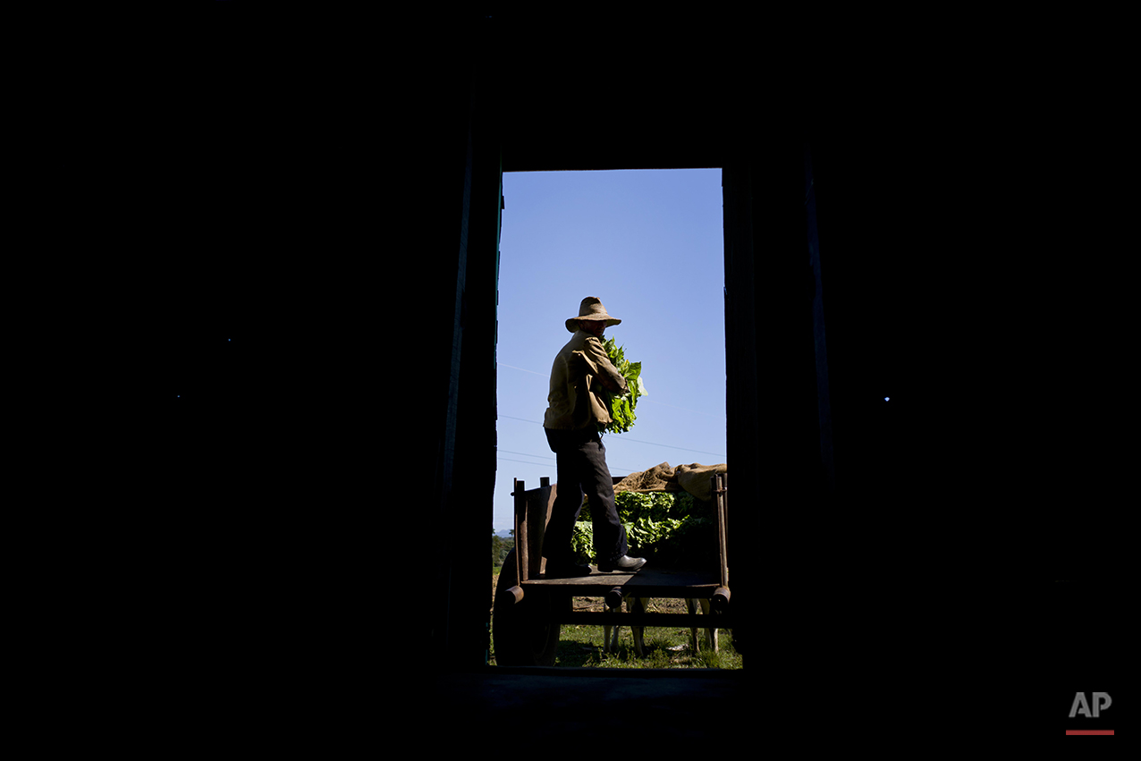  In this Feb. 26, 2016 photo, Jorge Luis Leon Becerra moves freshly picked tobacco leaves to a building where they will be dried on the Martinez tobacco farm in the province of Pinar del Rio, Cuba. Farmers in Cuba’s tobacco country are benefiting fro