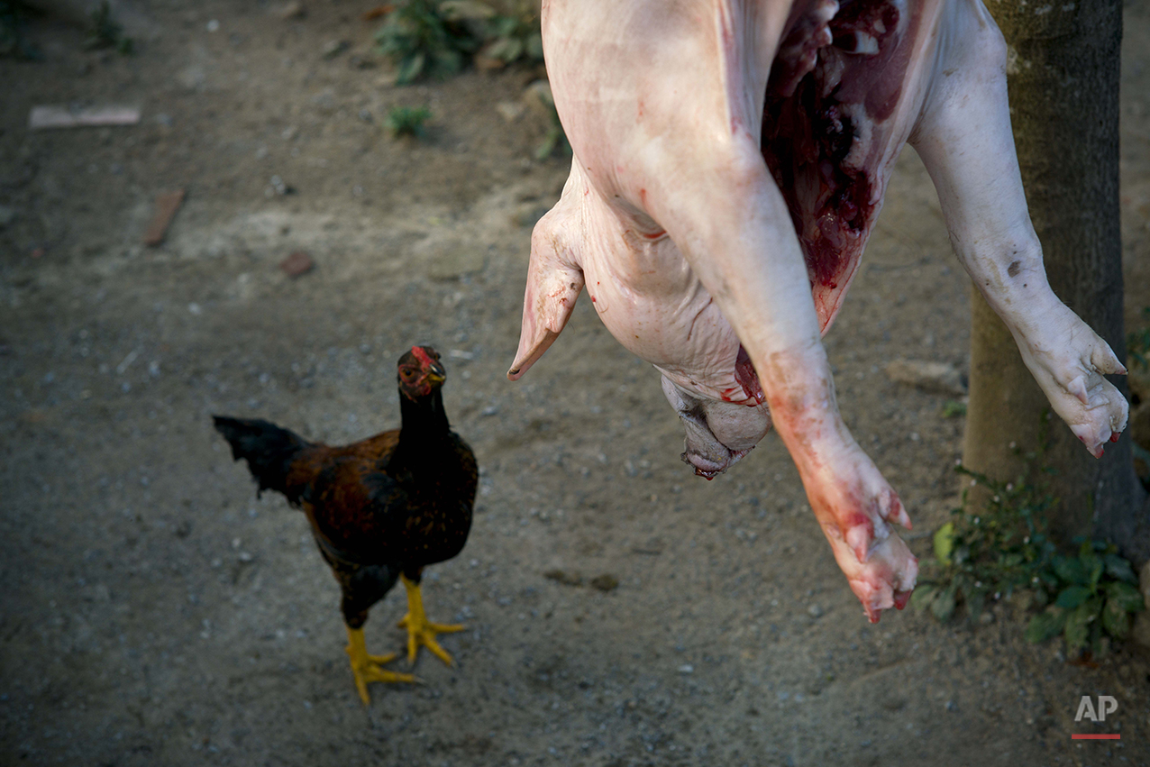  In this Feb. 25, 2016 photo, a chicken looks at a freshly slaughtered pig that will be cooked up for tourists expected to visit the farm the next day on the Montesino tobacco farm in the province of Pinar del Rio, Cuba. Despite the flood of visitors