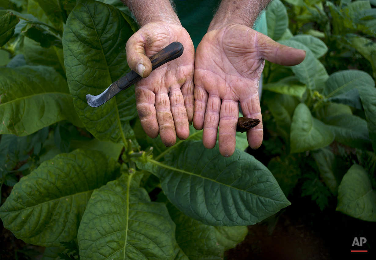  In this Feb. 27, 2016 photo, Raul Valdes Villasusa, 76, shows his hands, hardened by years of work on his tobacco farm in Vinales in the province of Pinar del Rio, Cuba. Villasusa, who grew up on his family's farm, said his operation is organic, not