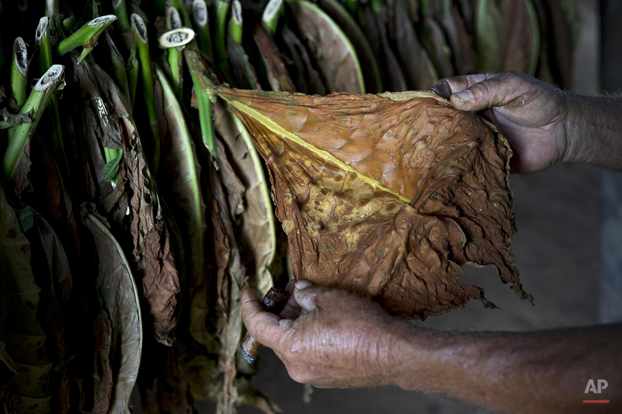  In this Feb. 27, 2016 photo, Raul Valdes Villasusa shows tobacco that was grown without artificial fertilizers on his tobacco farm, inside a building where leaves are dried in Vinales in the province of Pinar del Rio, Cuba. His farm forms part of a 