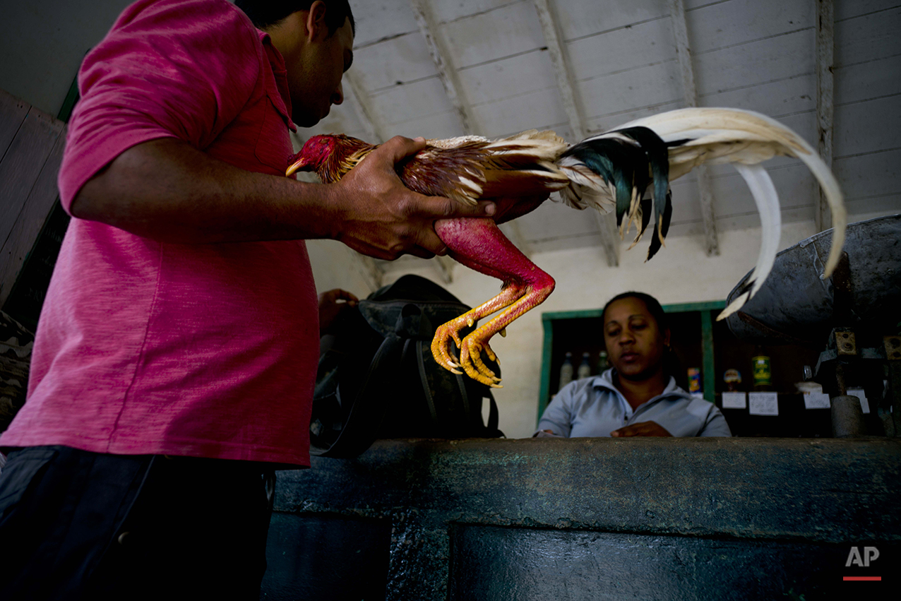  In this Feb. 27, 2016 photo, Andres Alvarez Hernandez holds his fighting cock while picking up powdered milk at a government-run store, paid for with a ration card, in Vinales in the province of Pinar del Rio, Cuba. Hernandez, the nephew of a local 