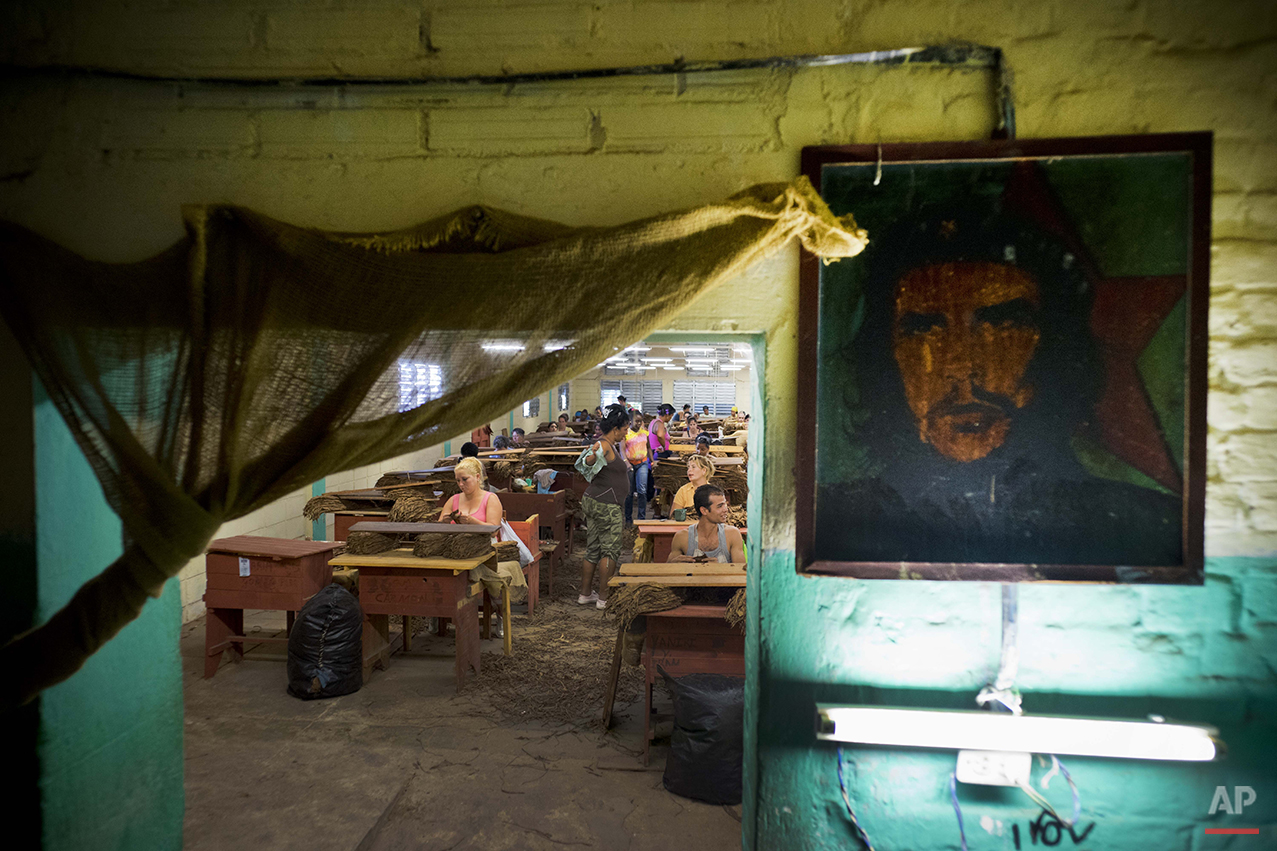  In this March 1, 2016 photo, a picture of revolutionary hero Ernesto "Che" Guevara decorates a the wall inside a state-run warehouse where workers select tobacco leaves in the province of Pinar del Rio, Cuba. Tobacco operations receive tourists on g