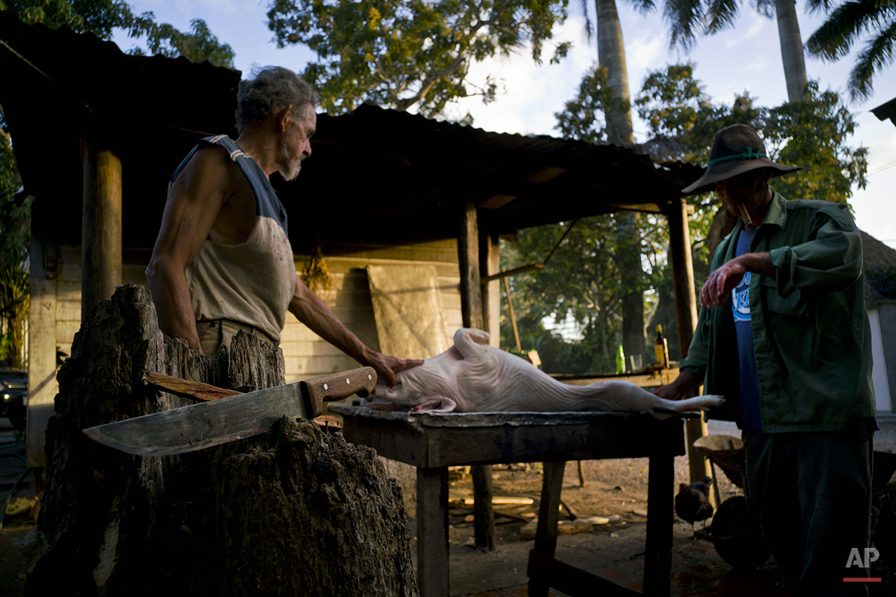 In this Feb. 25, 2016 photo, workers sacrifice a pig to be cooked up for tourists expected to visit the farm the next day on the Montesino tobacco farm in the province of Pinar del Rio, Cuba. Despite the flood of visitors, some aspects of life in th