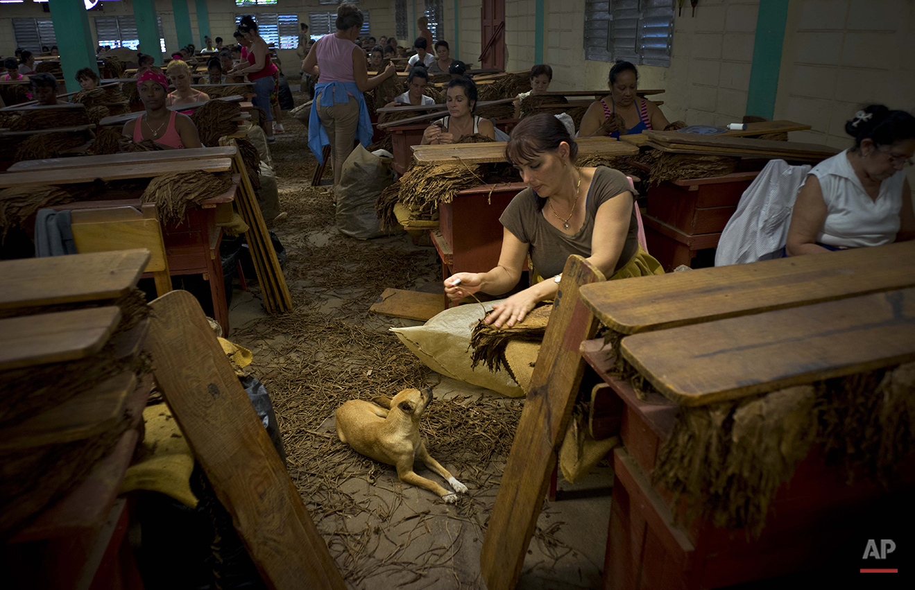  In this March 1, 2016 photo, women select and clean tobacco leaves inside a state-run warehouse in the province of Pinar del Rio, Cuba. After the central vein is removed from each dried leaf, they're dipped in ammonium and water and dried again for 