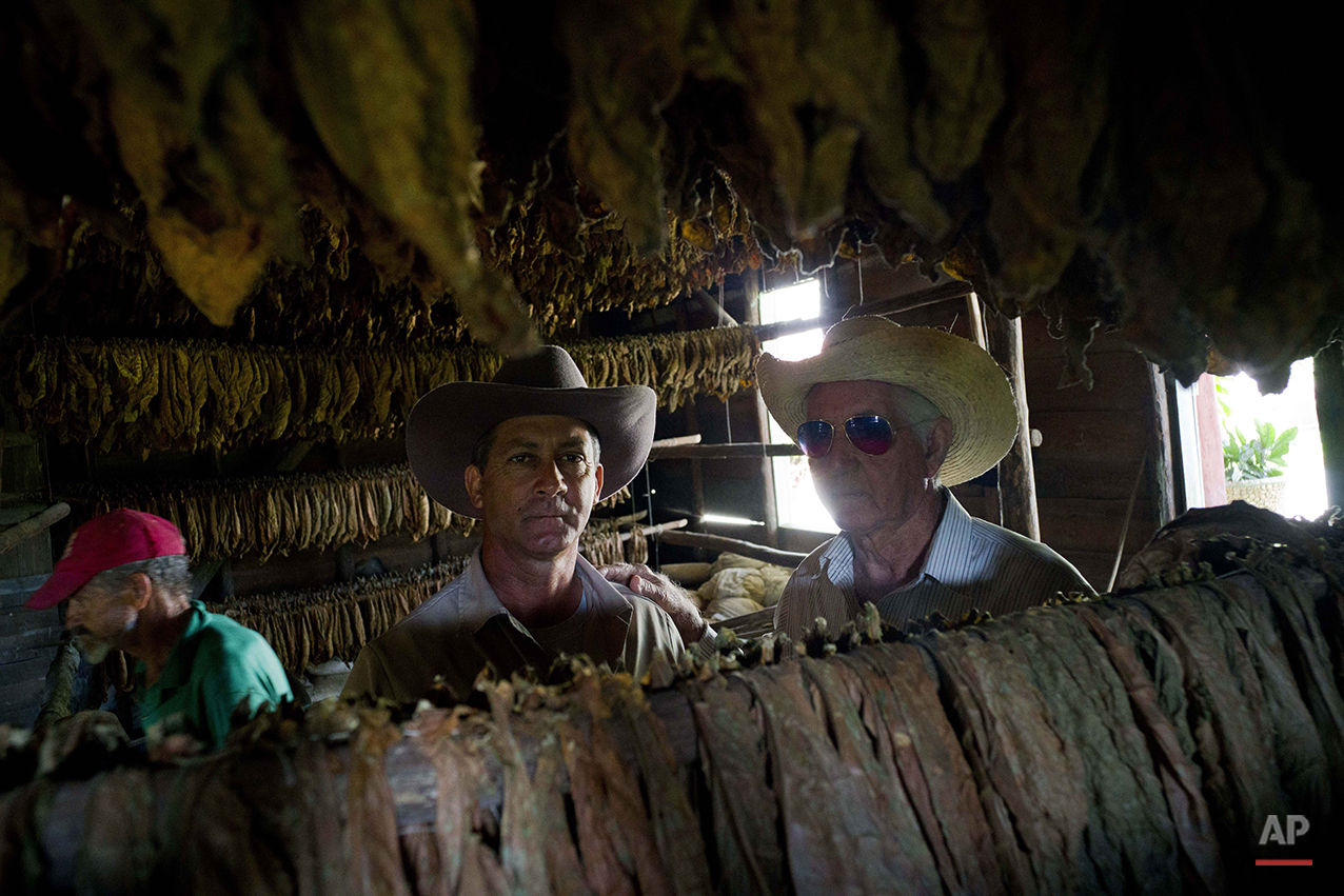  In this Feb. 25, 2016 photo, Marcelo Montesino, 92, right, and his son Eulogio Montesino, 55, pose inside the building where they dry tobacco leaves on their Montesino tobacco farm in the province of Pinar del Rio, Cuba. Eulogio, who said his father