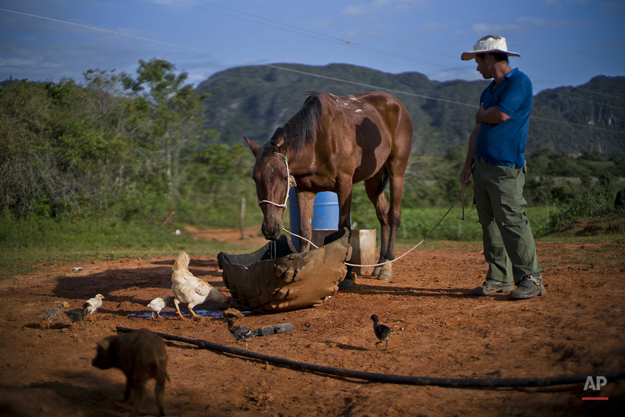  In this Feb. 27, 2016 photo, Yoberlan Castillo Garcia waits as one of his horses drinks water on the small tobacco farm he runs with his brother-in-law in Vinales in the province of Pinar del Rio, Cuba. Garcia said they call the horses they rent to 