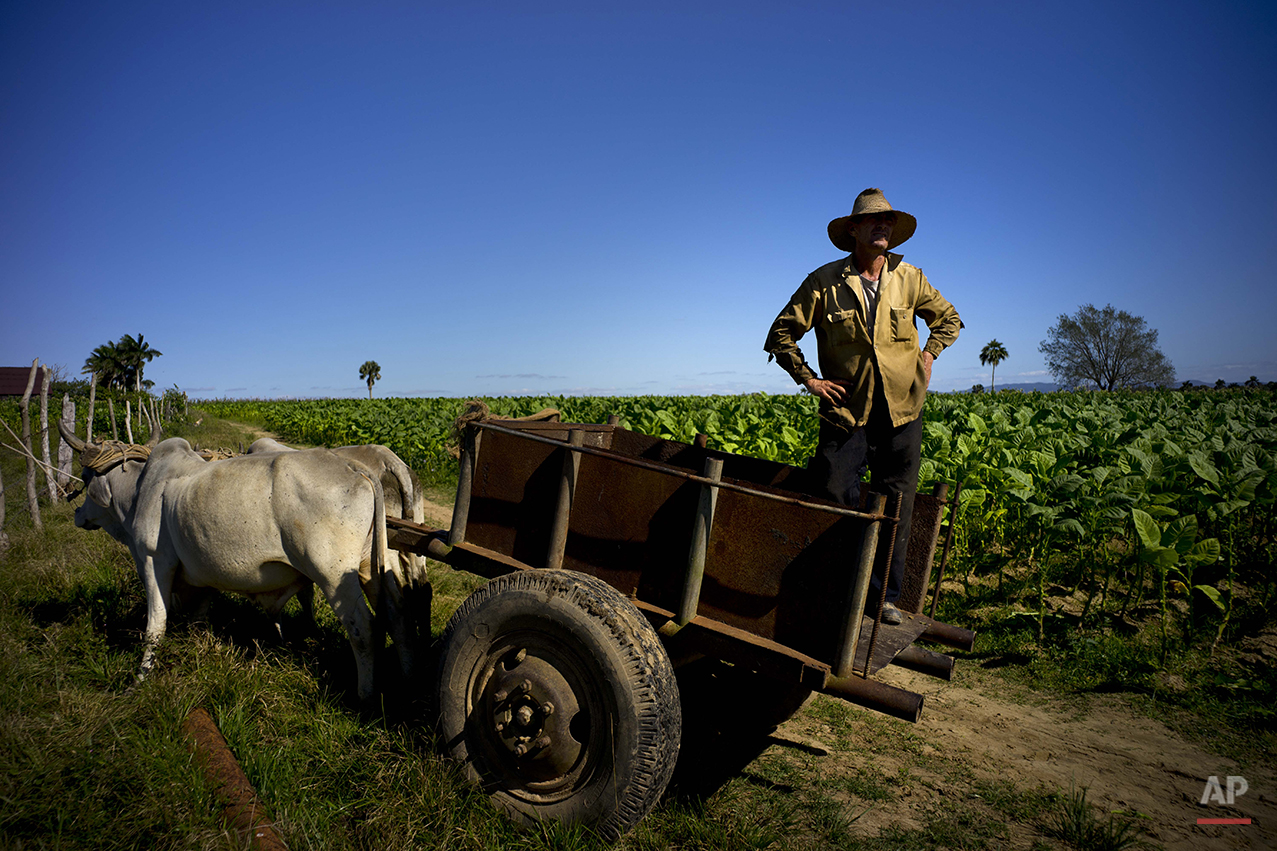  In this Feb. 26, 2016 photo,  Jorge Luis Leon Becerra, 43, waits on his oxcart for workers to bring their freshly picked tobacco leaves before takinge them to a warehouse for drying at the Martinez tobacco farm in the province of Pinar del Rio, Cuba