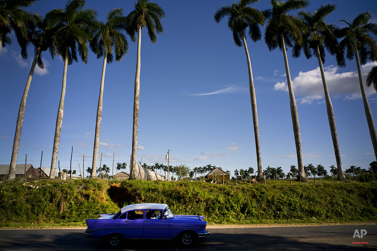  In this Feb. 26, 2016 photo, a classic American car passes the Francisco Blanco tobacco farm in the province of Pinar del Rio, Cuba. While foreign sales rose healthily last year, Cuban cigar industry officials say they have seen little impact on dom