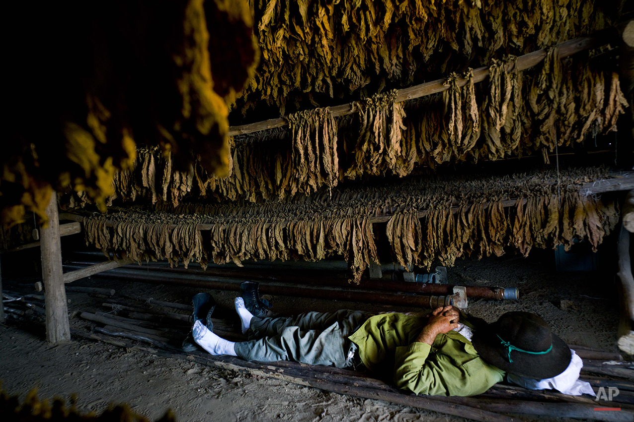  In this Feb. 26, 2016 photo, a worker takes a break under drying tobacco leaves at the Montesino tobacco farm in the province of Pinar del Rio, Cuba. The Montesino farm has been in the same family for three generations and is one of the most renowne