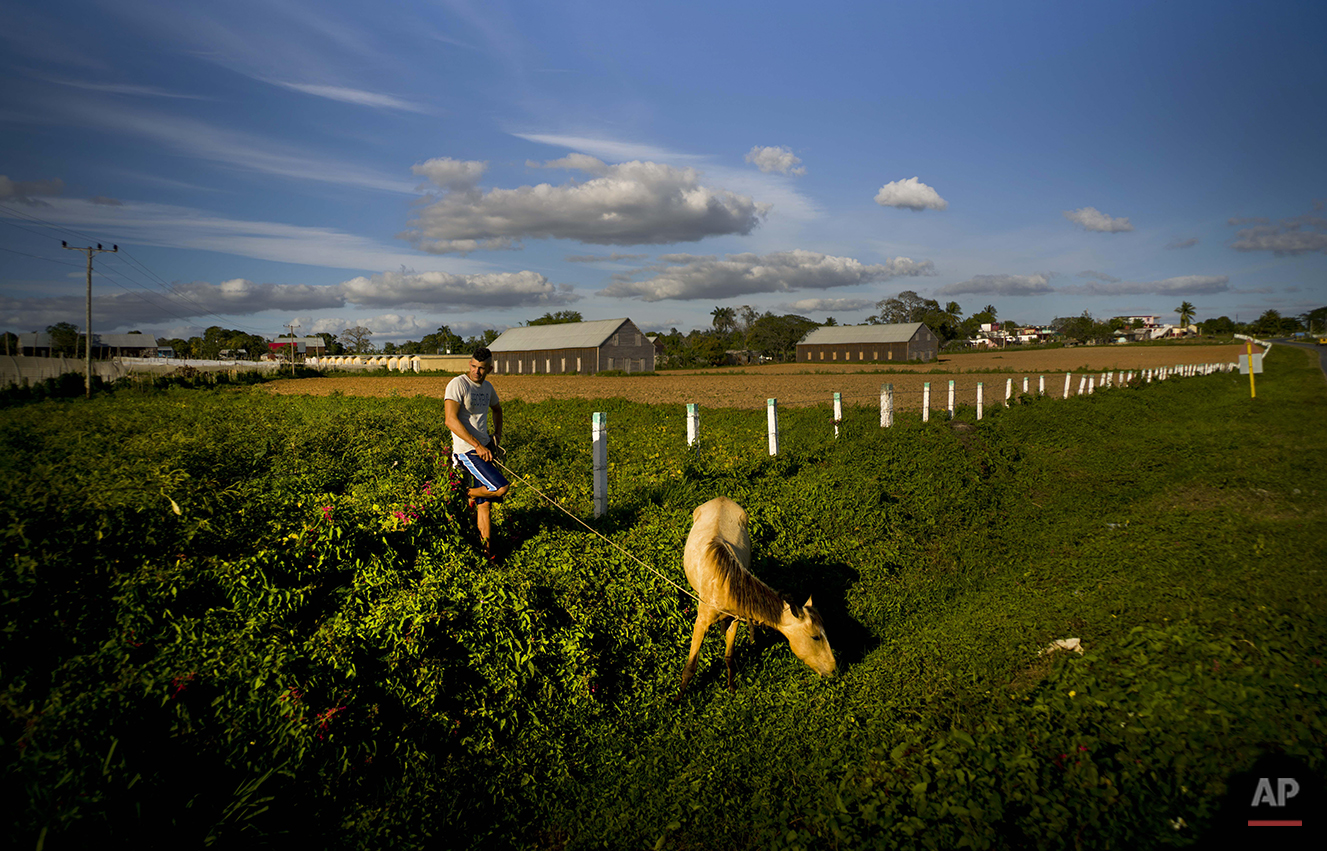  In this Feb. 26, 2016 photo, a tobacco worker spends the late afternoon grazing his horse on the roadside after hsi workday on the Yoandri Hernandez tobacco farm in the province of Pinar del Rio, Cuba. Workers say they’re eager to see more benefits 