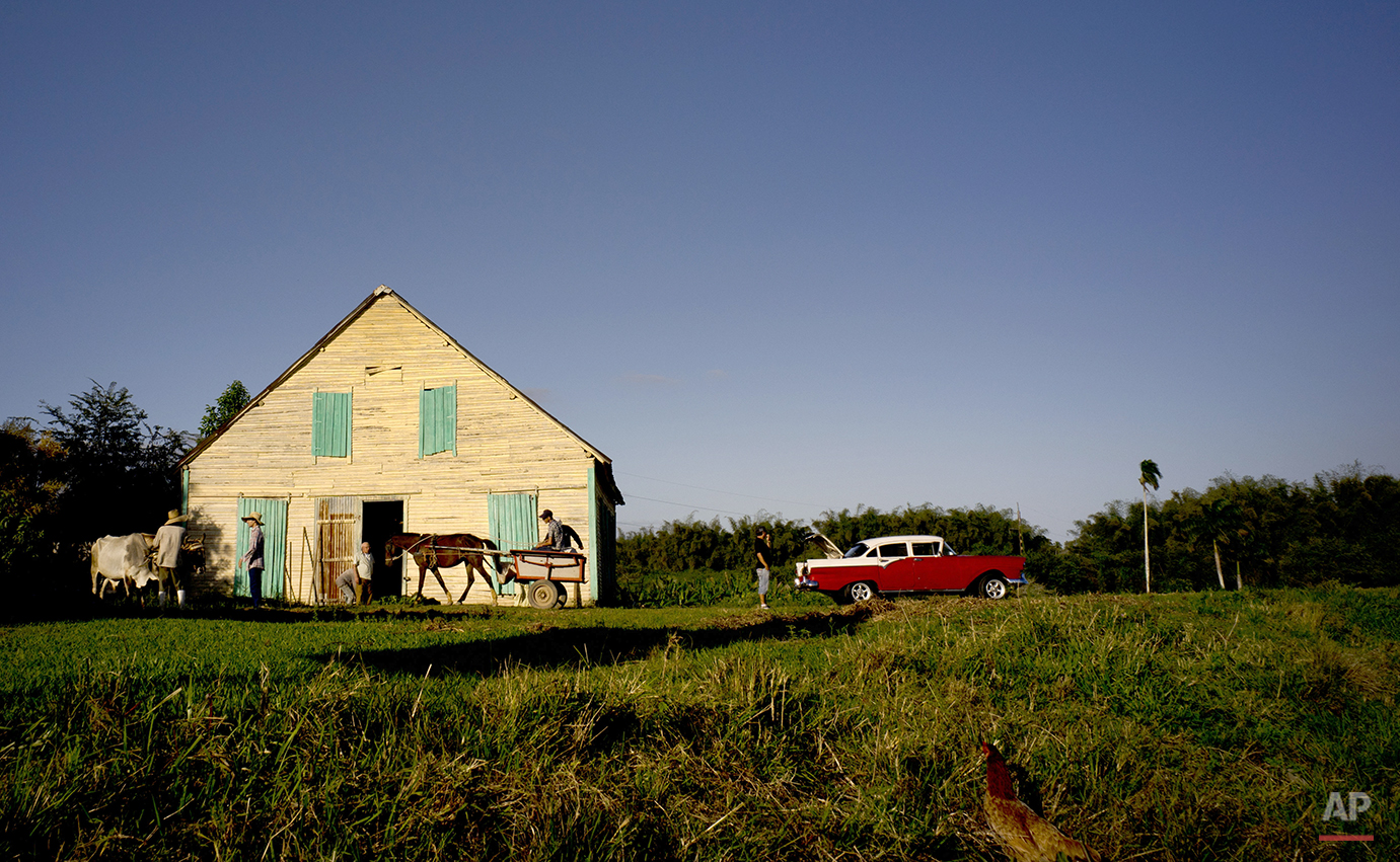  In this Feb. 25, 2016 photo, workers use both a horse-drawn cart and classic American car, to transport freshly collected tobacco leaves to a barn in the province of Pinar del Rio, Cuba. The tobacco leaves will be hung to dry for almost two months b