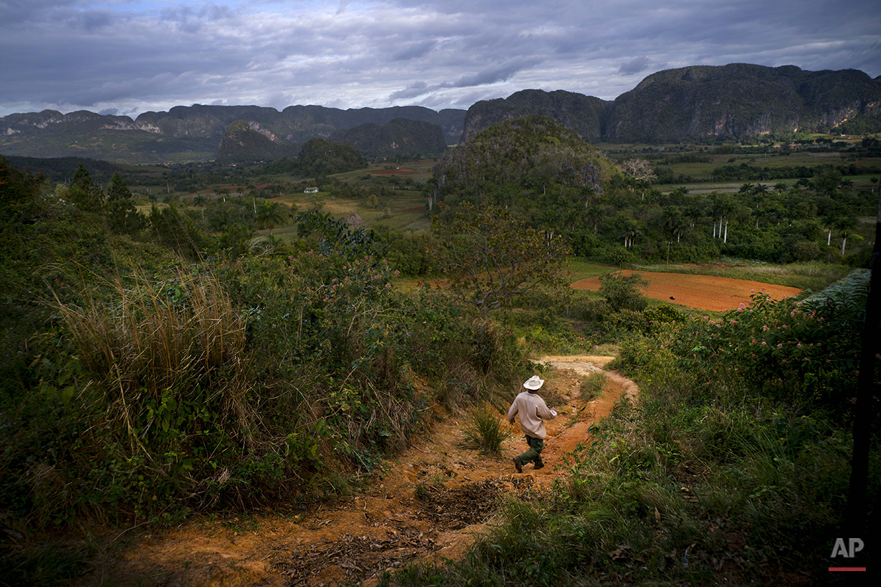  In this Feb. 27, 2016 photo, Yoberlan Castillo Garcia walks in the cold morning air to his small tobacco farm in Vinales in the province of Pinar del Rio, Cuba. Garcia, 30, said he's been running the farm with his brother-in-law for the last 10 year