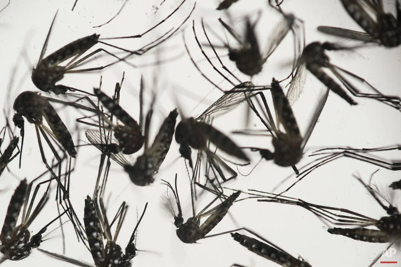 Zika