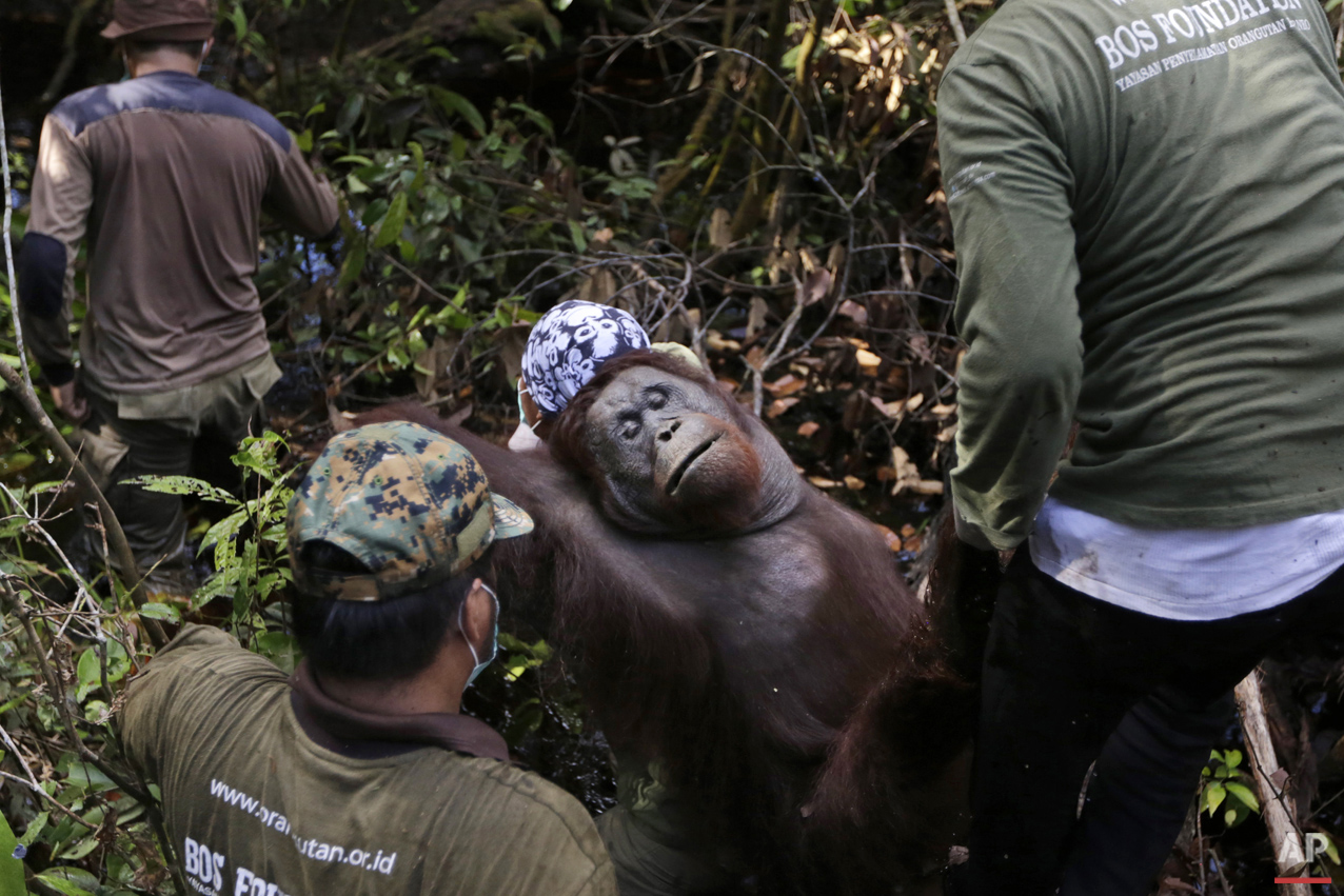 Orangutan Rescue