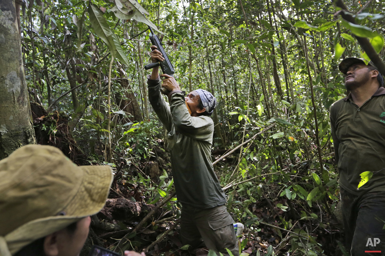 Orangutan Rescue