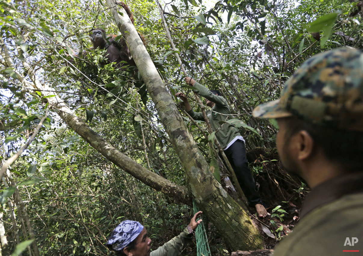 Orangutan Rescue