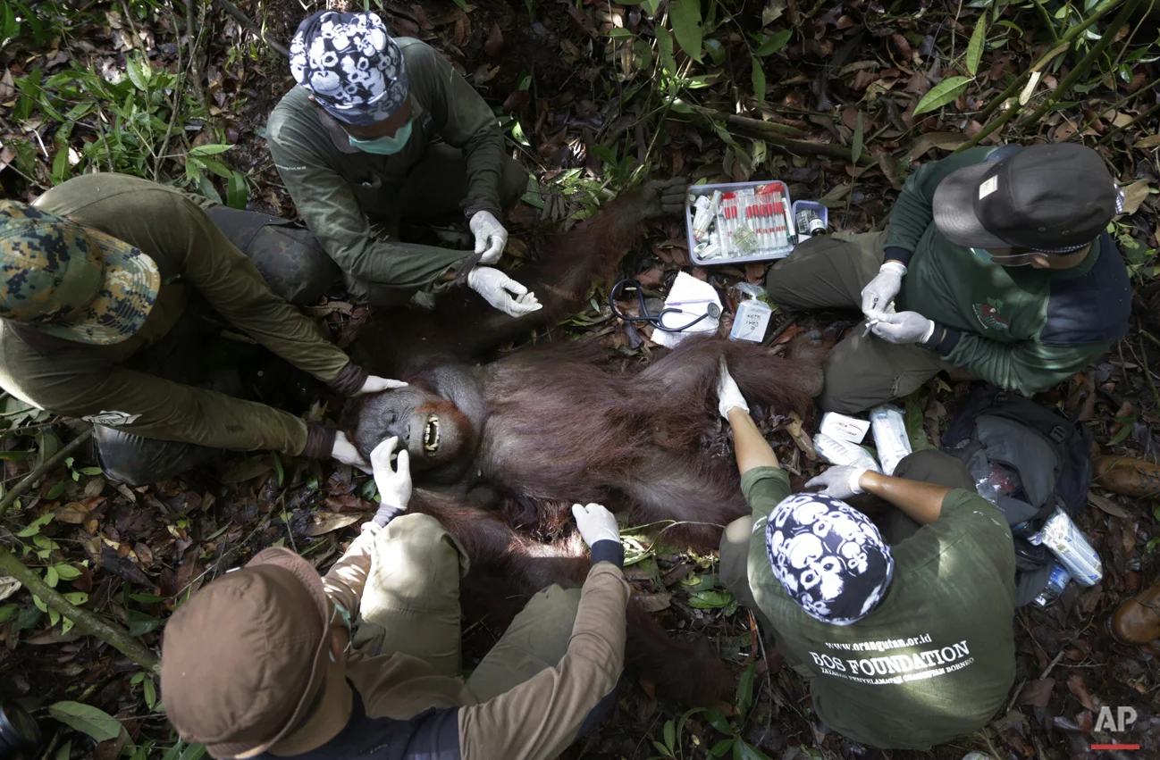 Orangutan Rescue