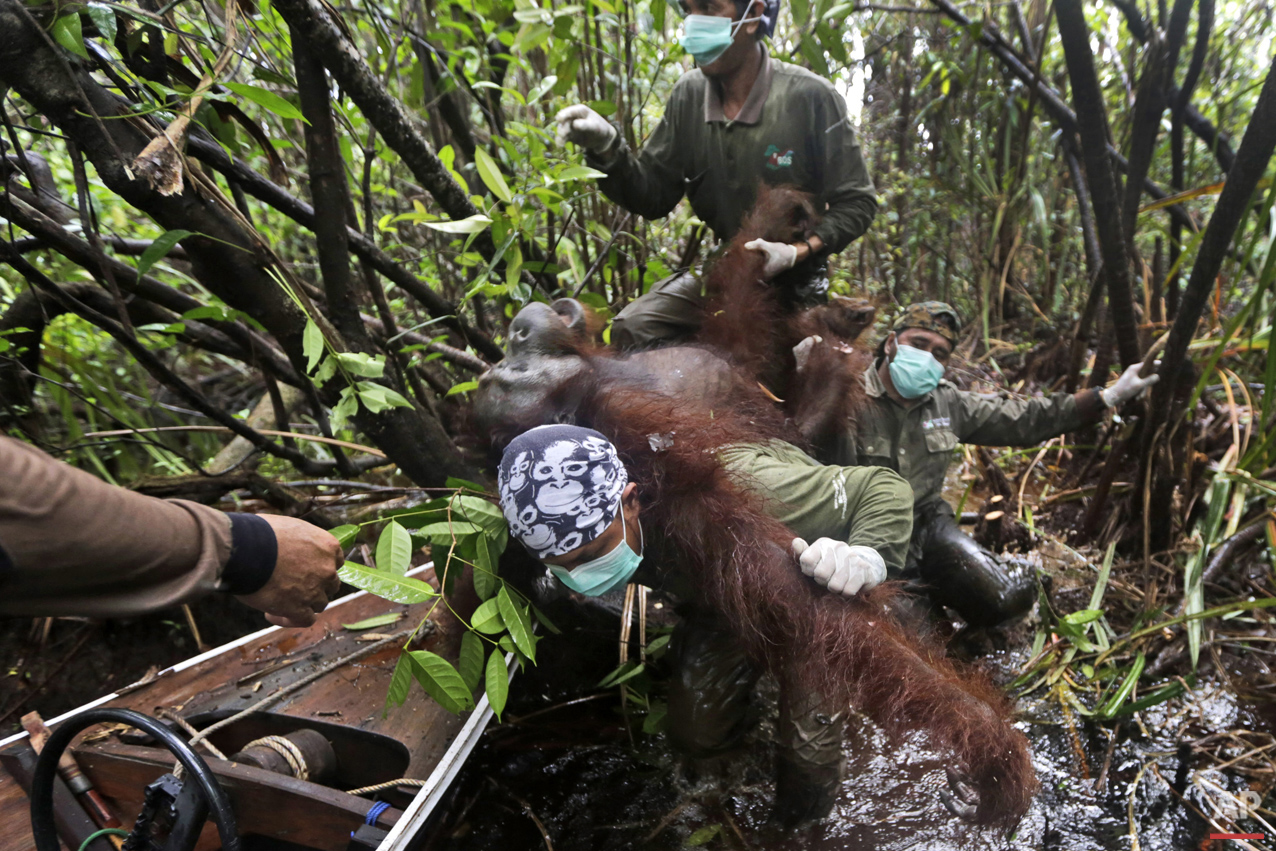 Orangutan Rescue