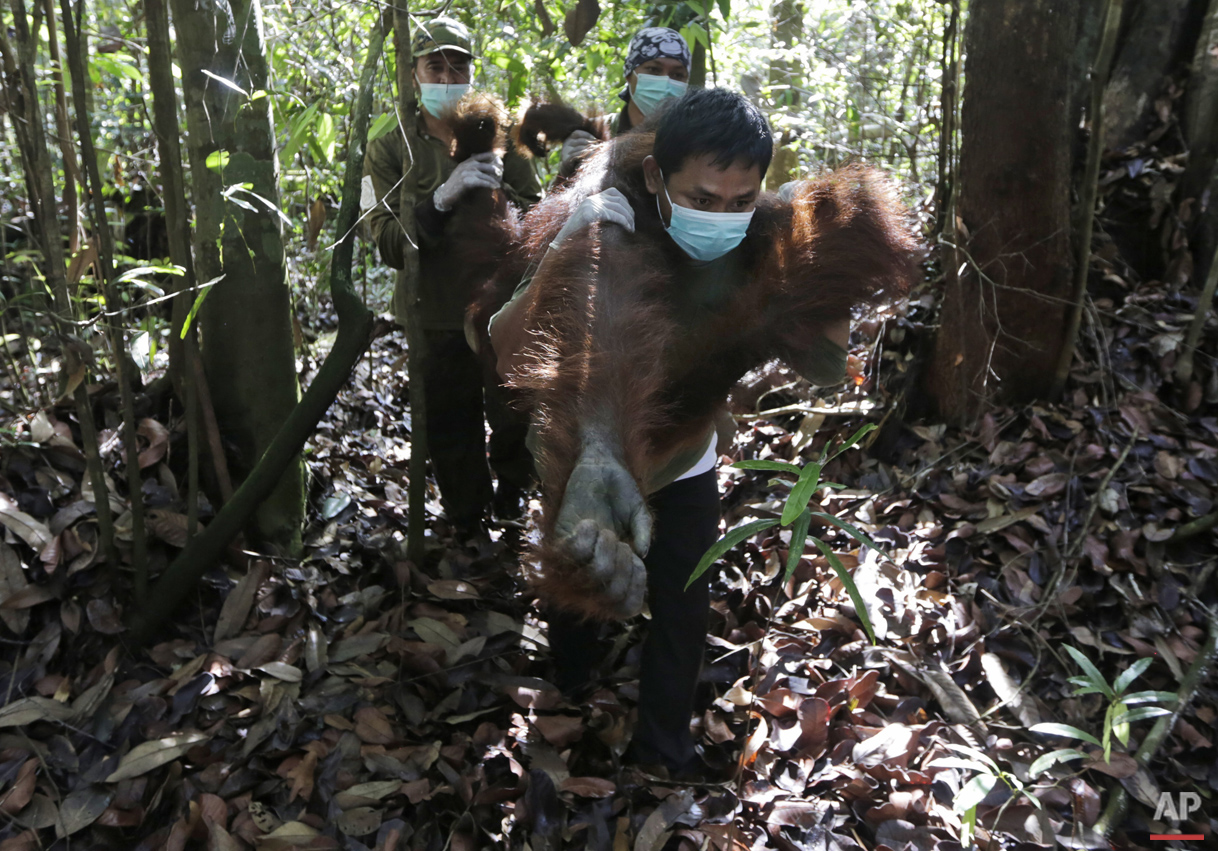 Orangutan Rescue