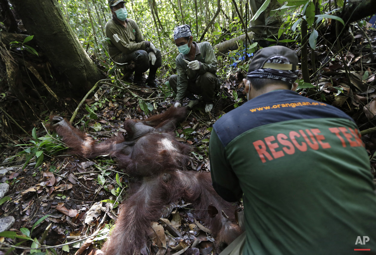 Orangutan Rescue