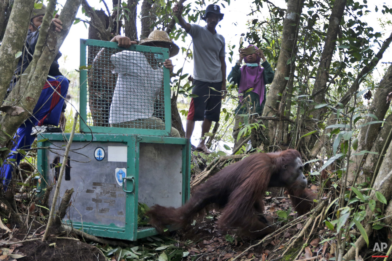 Orangutan Rescue