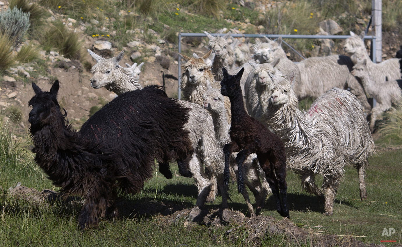 Peru Alpaca Fiber Photo Gallery