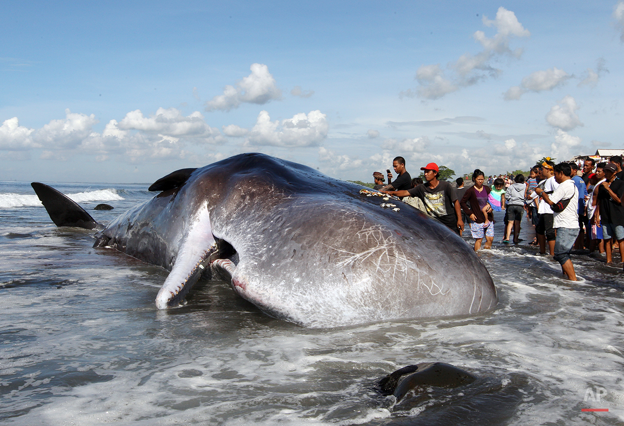 Indonesia Beached Whale