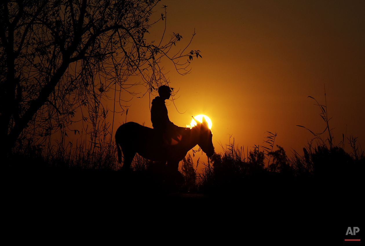 APTOPIX Mideast Egypt Jumping Donkey Photo Gallery