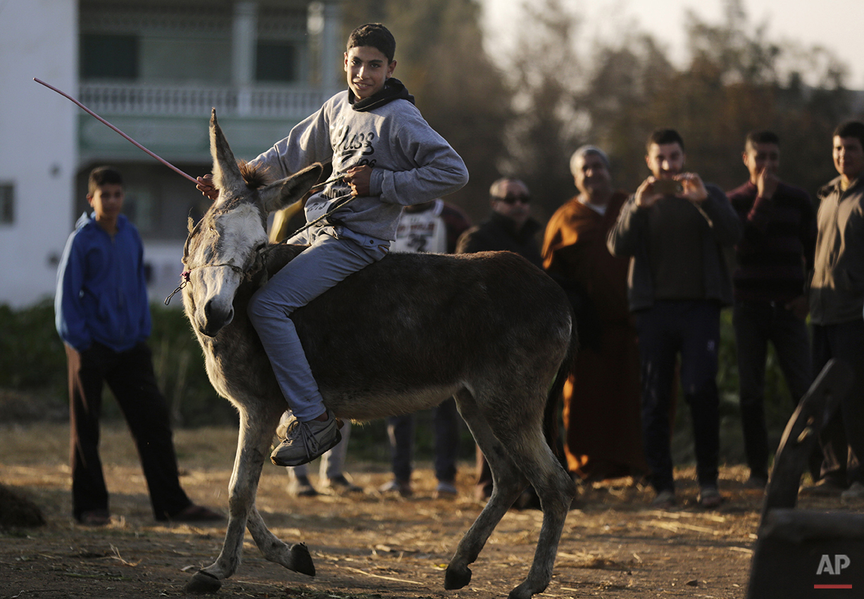 Mideast Egypt Jumping Donkey Photo Gallery