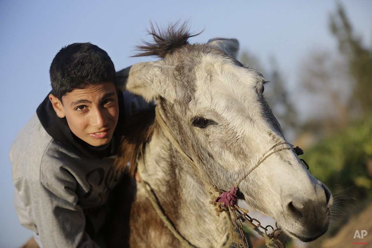 Mideast Egypt Jumping Donkey Photo Gallery