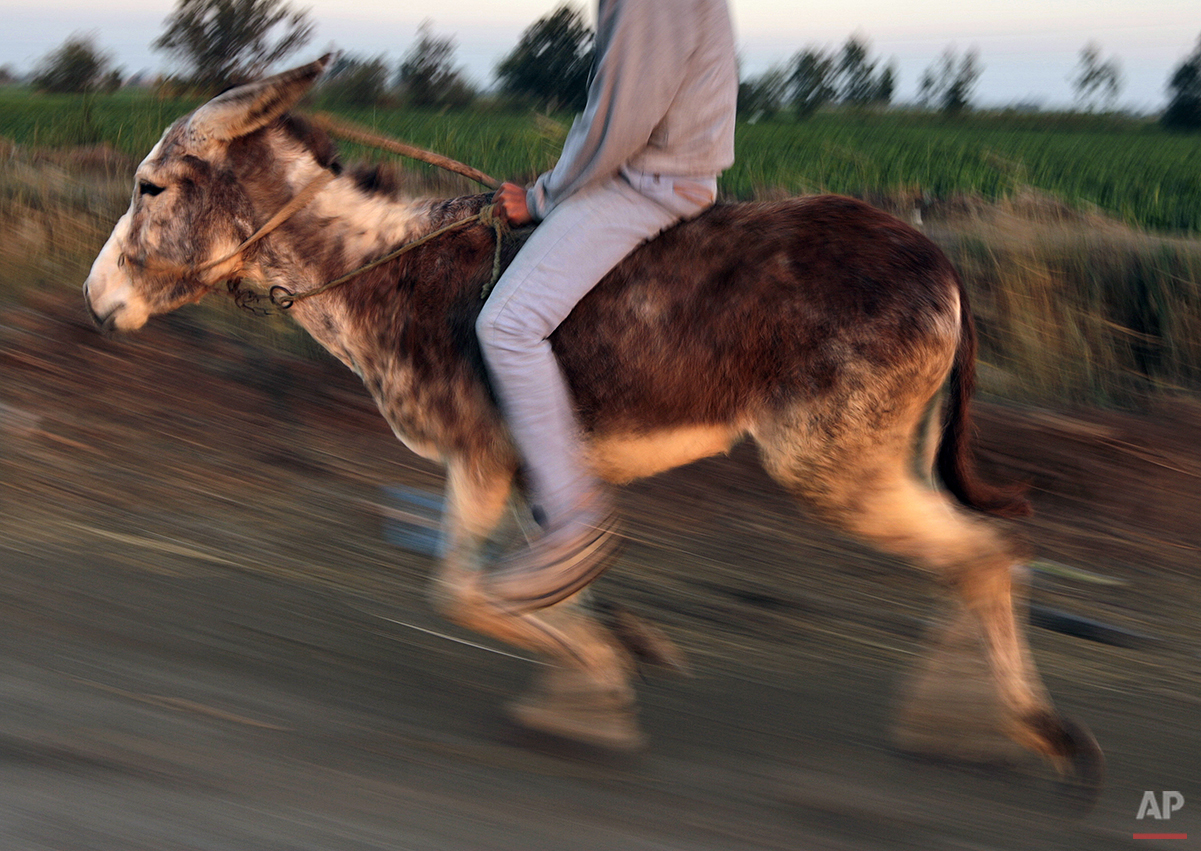 Mideast Egypt Jumping Donkey Photo Gallery